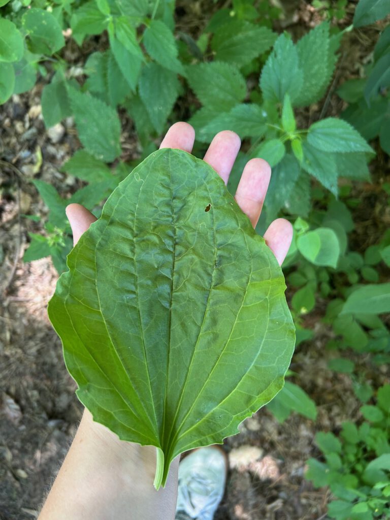 Blatt Temnitzschreiber 2026