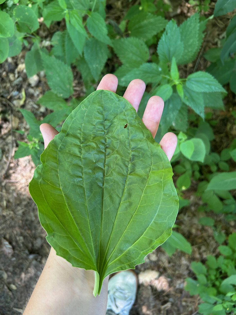 Blatt Temnitzschreiber 2026
